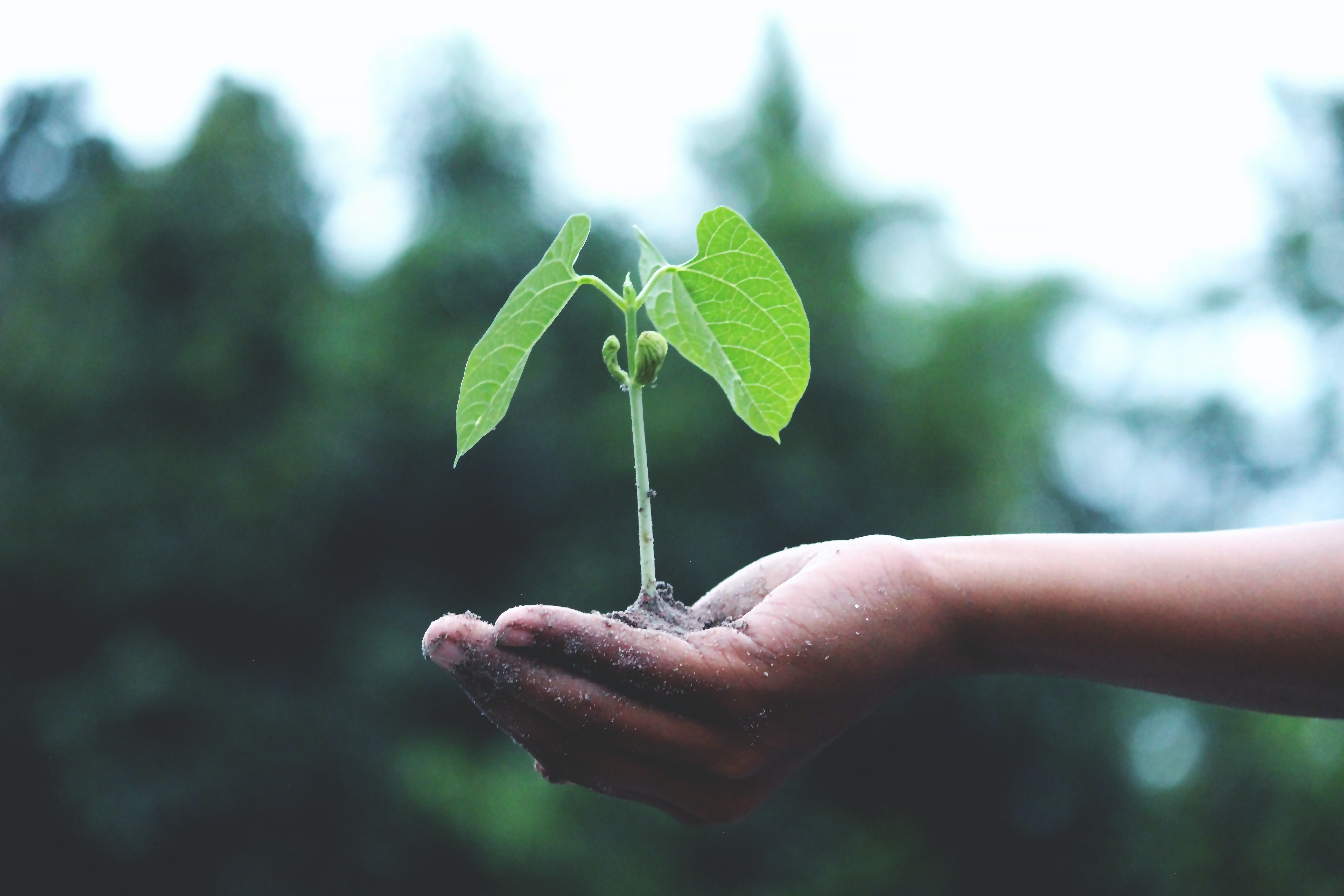 How to introduce plant-based options 